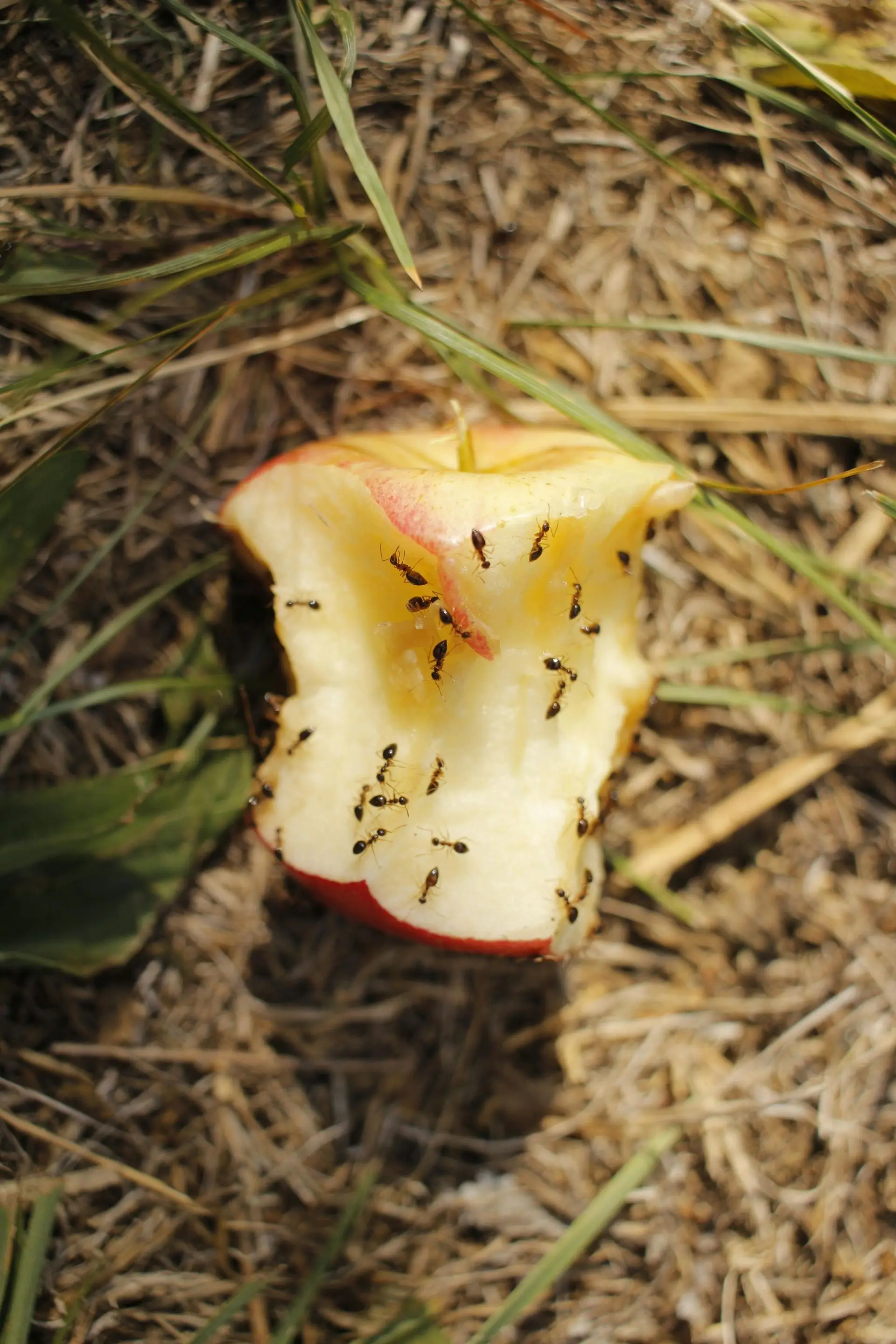 Ants swarming over a discarded apple core in dry grass