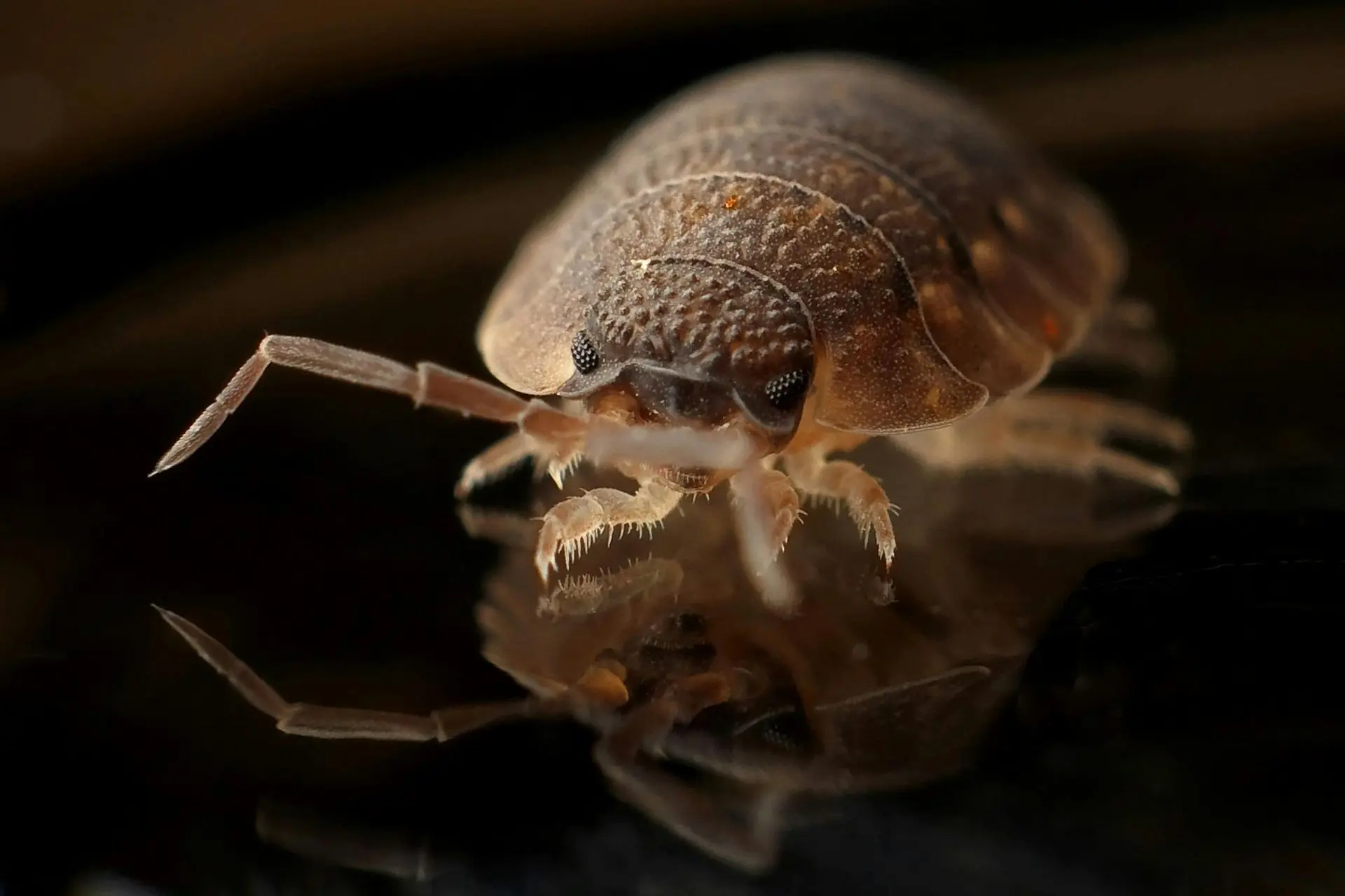 A close up of a bed bug on a black surface.