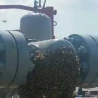 pest control near me
