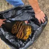 pest control near me
