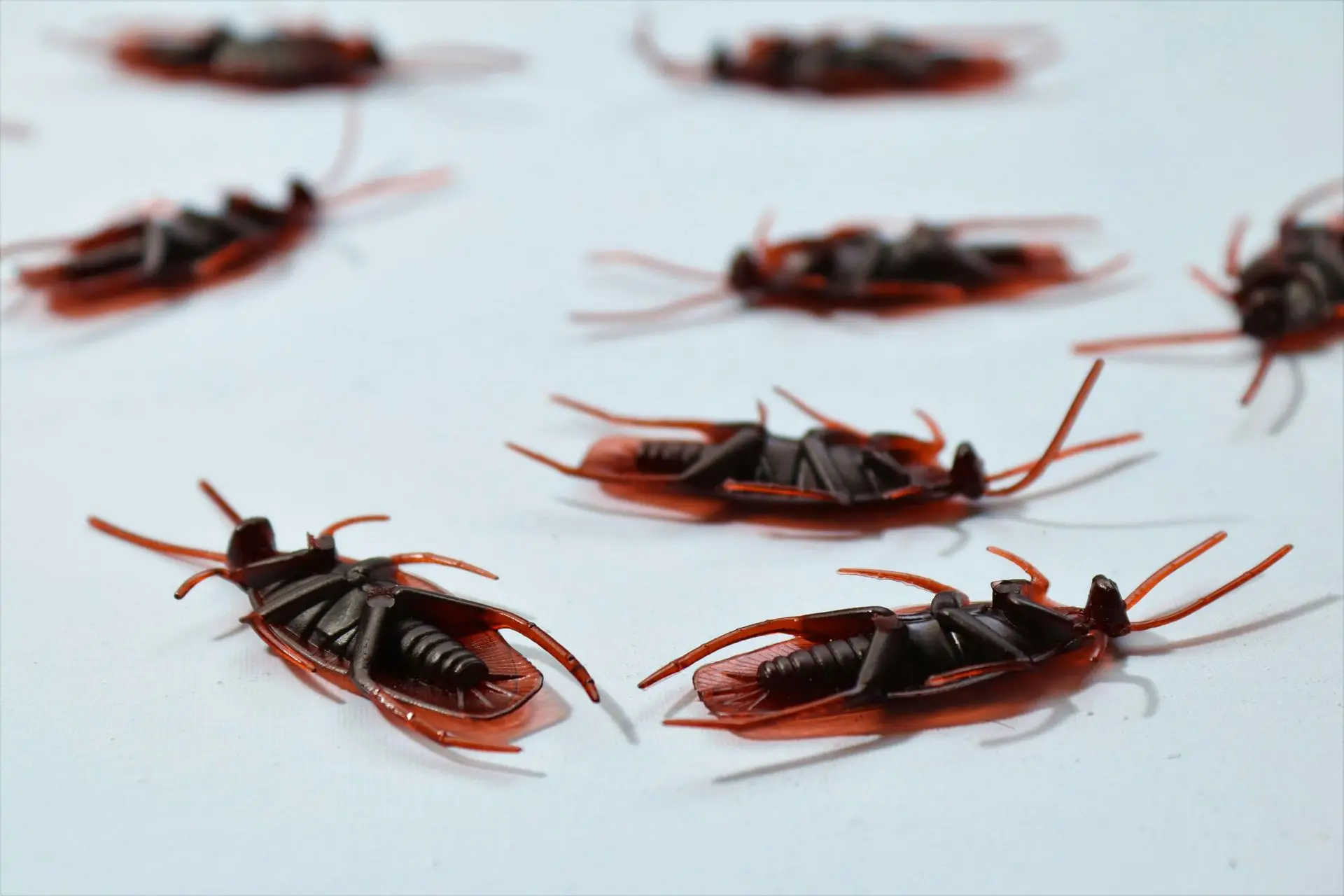 Several cockroaches lying on a white surface
