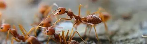 Ants