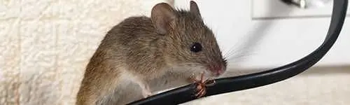 Mice