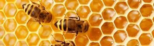 Honeybees