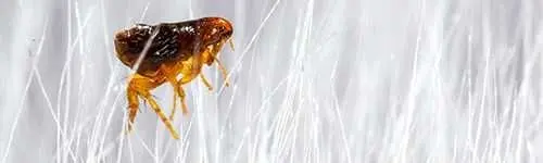Fleas