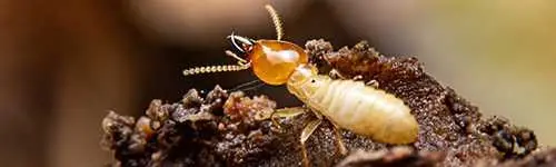 Termites