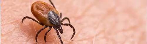 Ticks