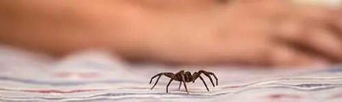 Spiders