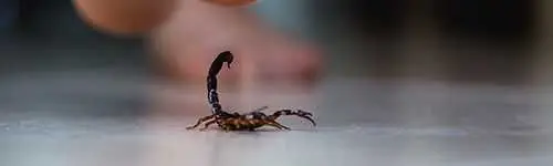 Scorpions