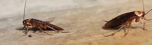 Roaches