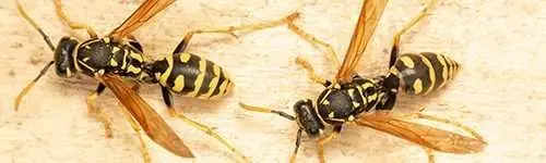 Wasps