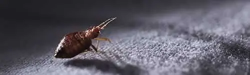 Bed bugs
