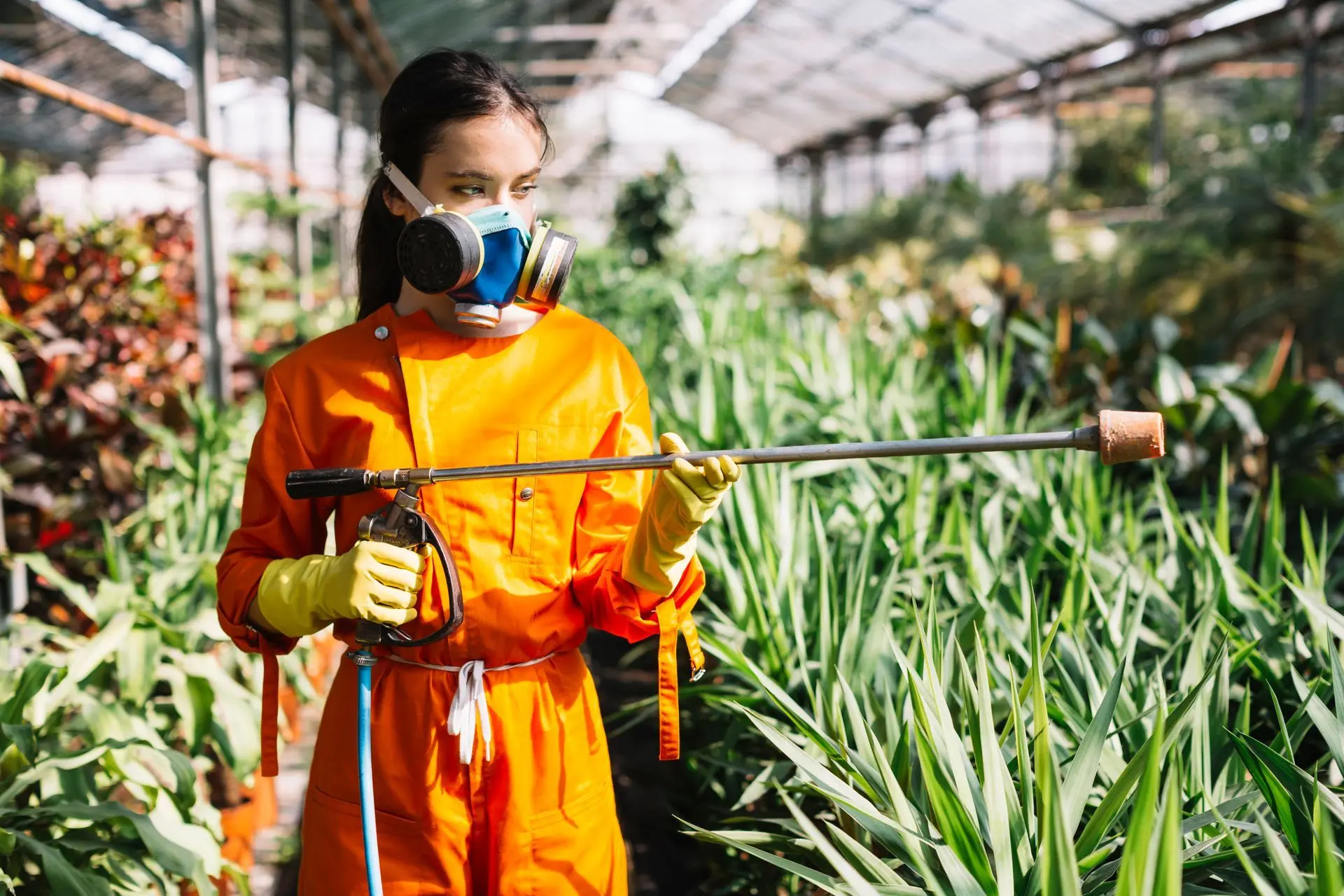 honeybee removal