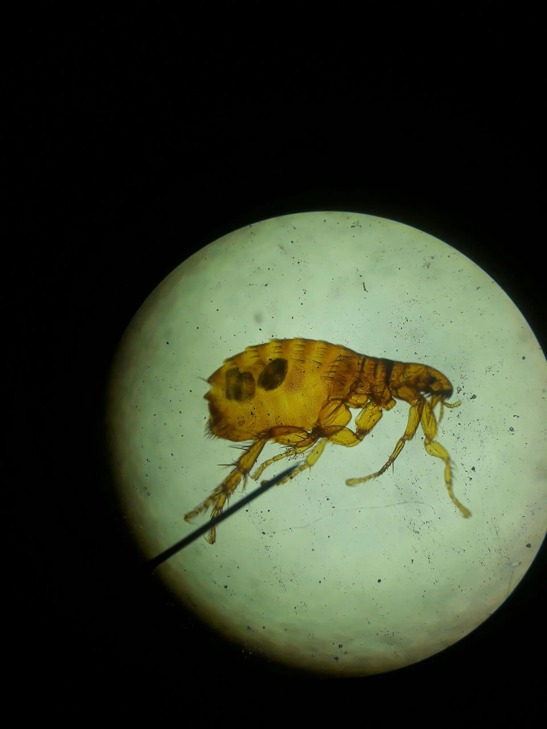 Close-up of a flea specimen on a microscope slide