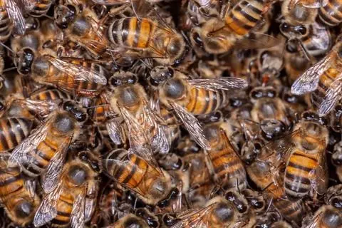 honeybee removal