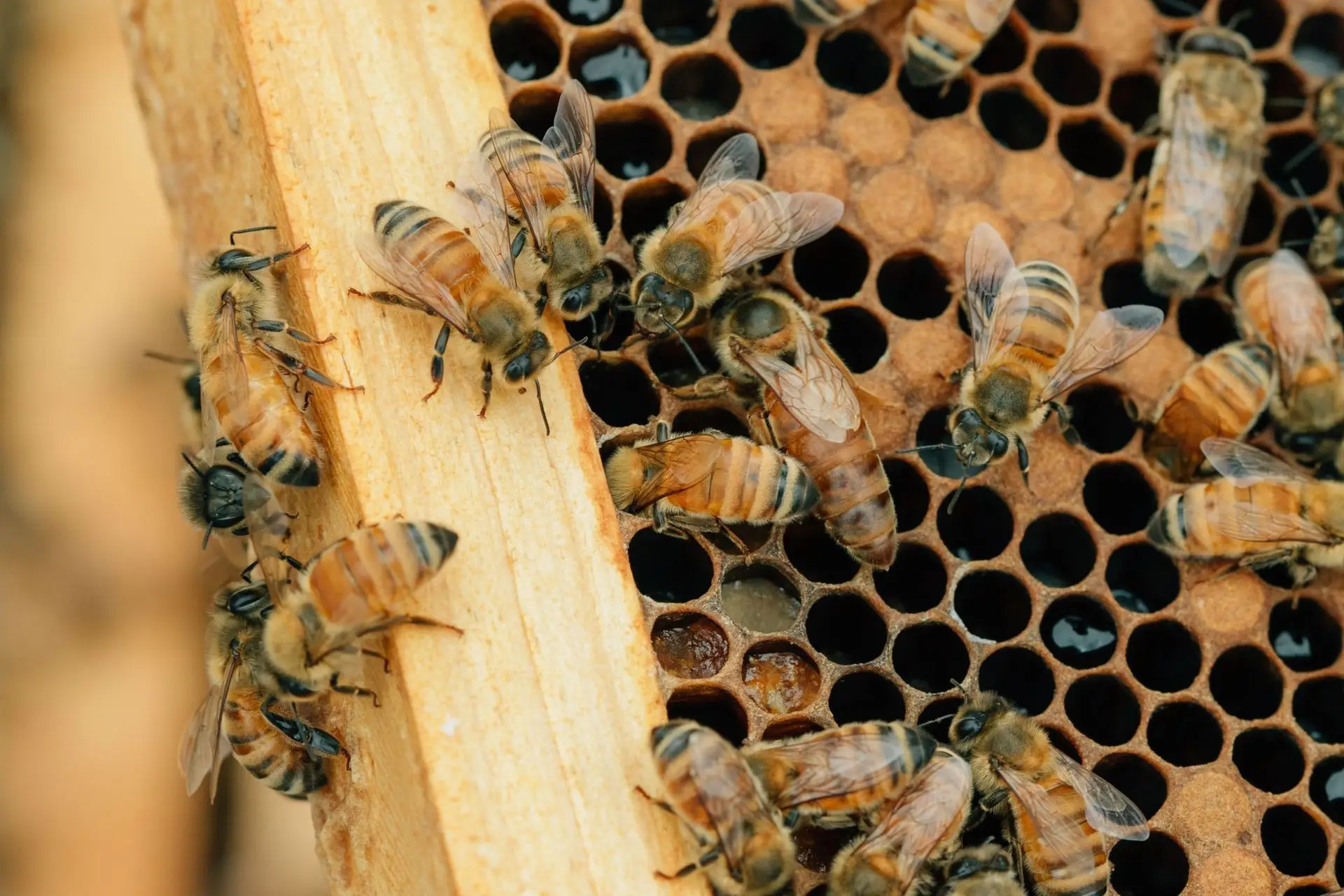 Honeybees crawling over a wooden honeycomb frame