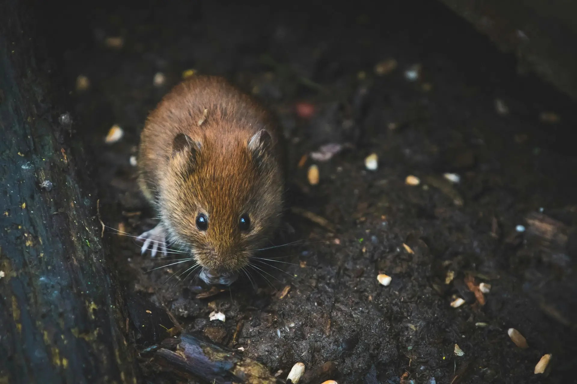 Brown mouse foraging in loose soil