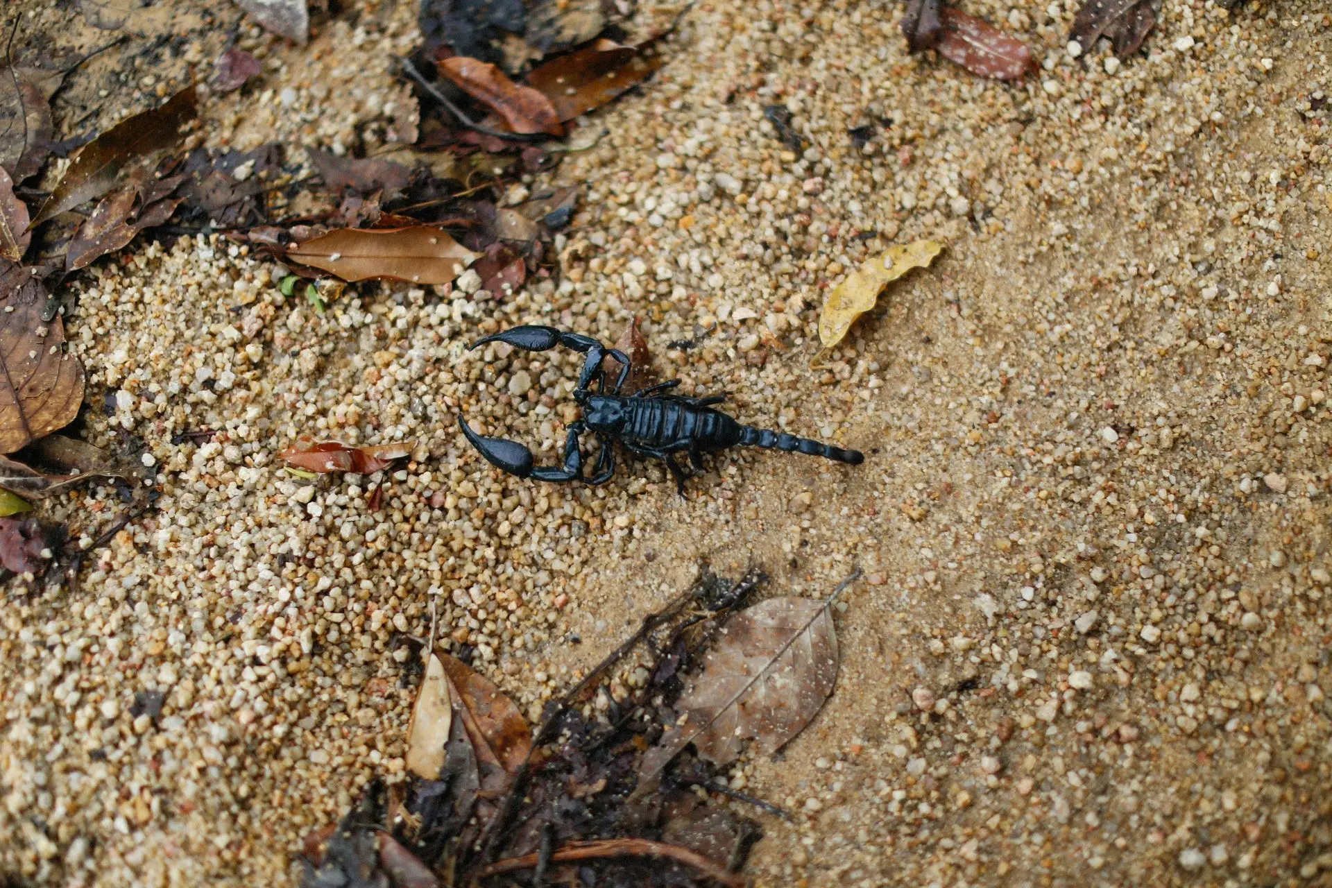 A black scorpion is sitting on top of a pile of sand.