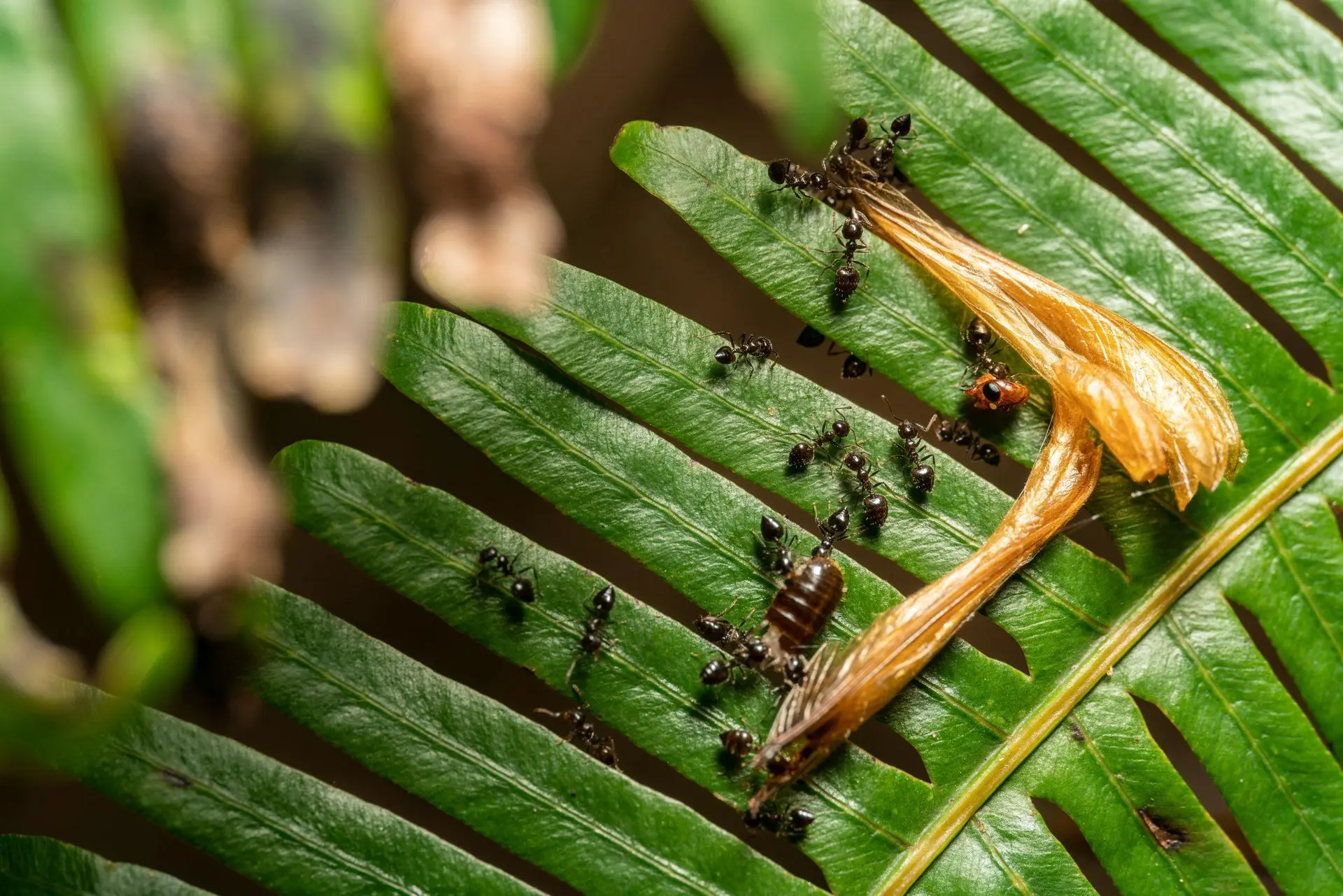 A group of ants are eating a leaf of a plant.