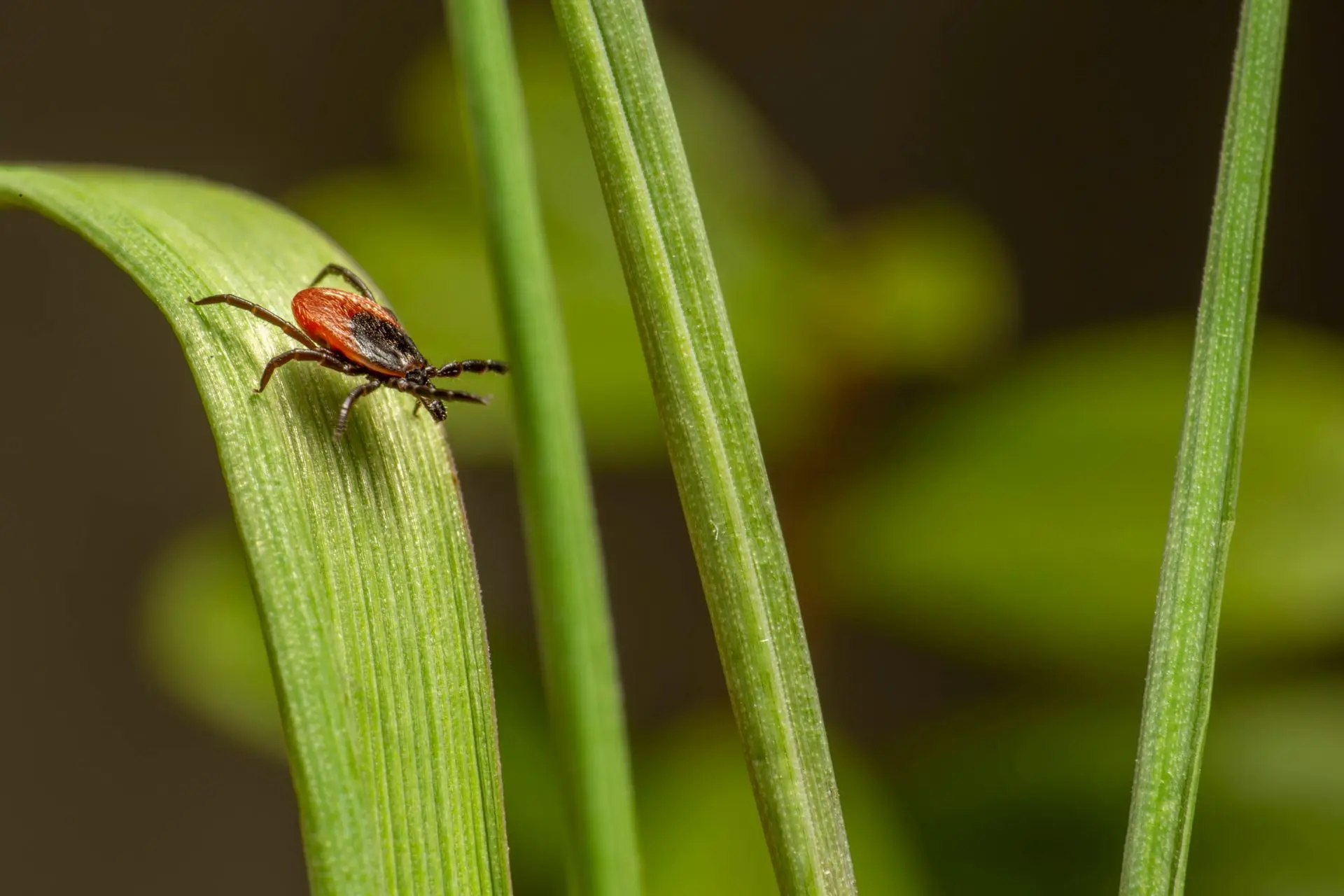 A close up of a tick on a green leaf.