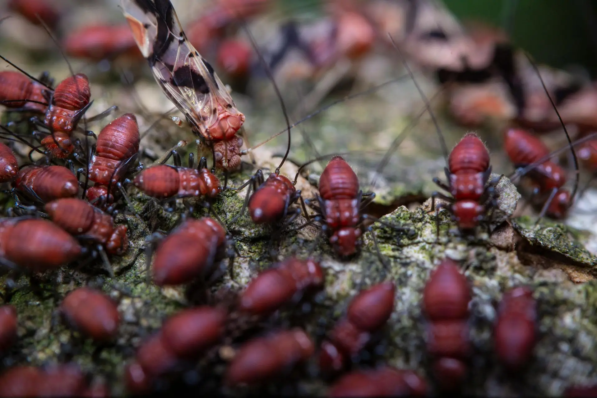Close-up of a termite colony