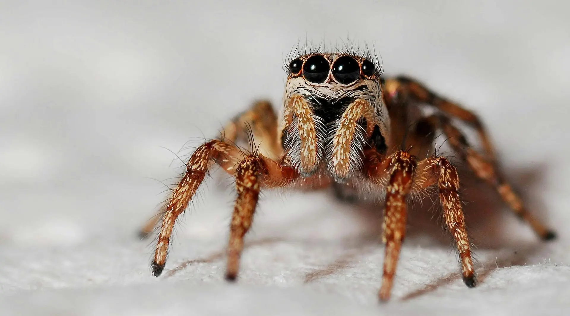 A close up of a jumping spider on a white surface.
