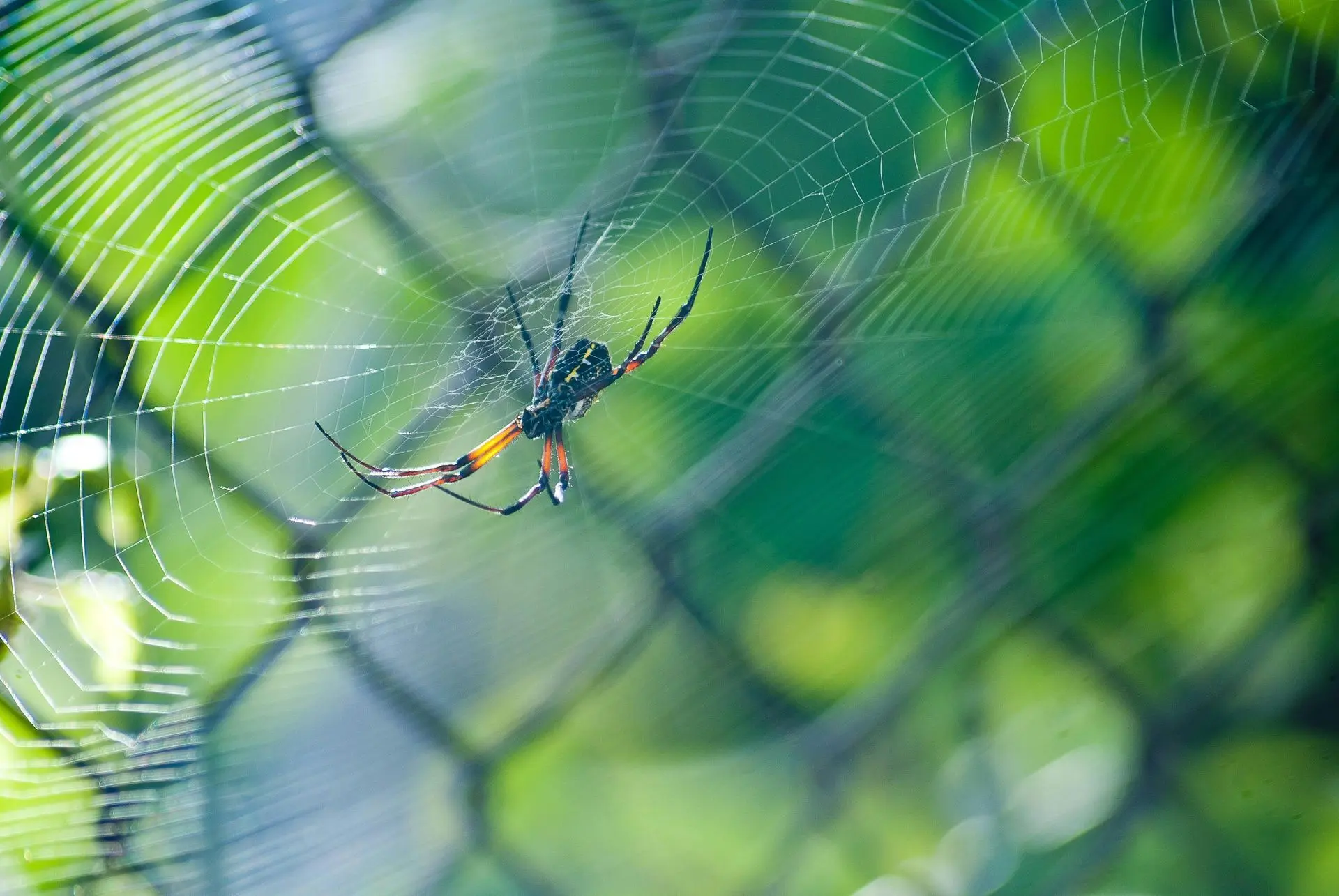 Spider in its web on a chain-link fence