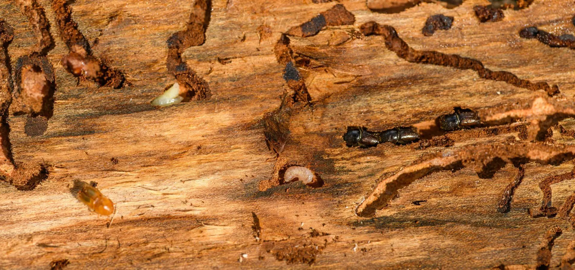 Wood riddled with termite tunnels and galleries