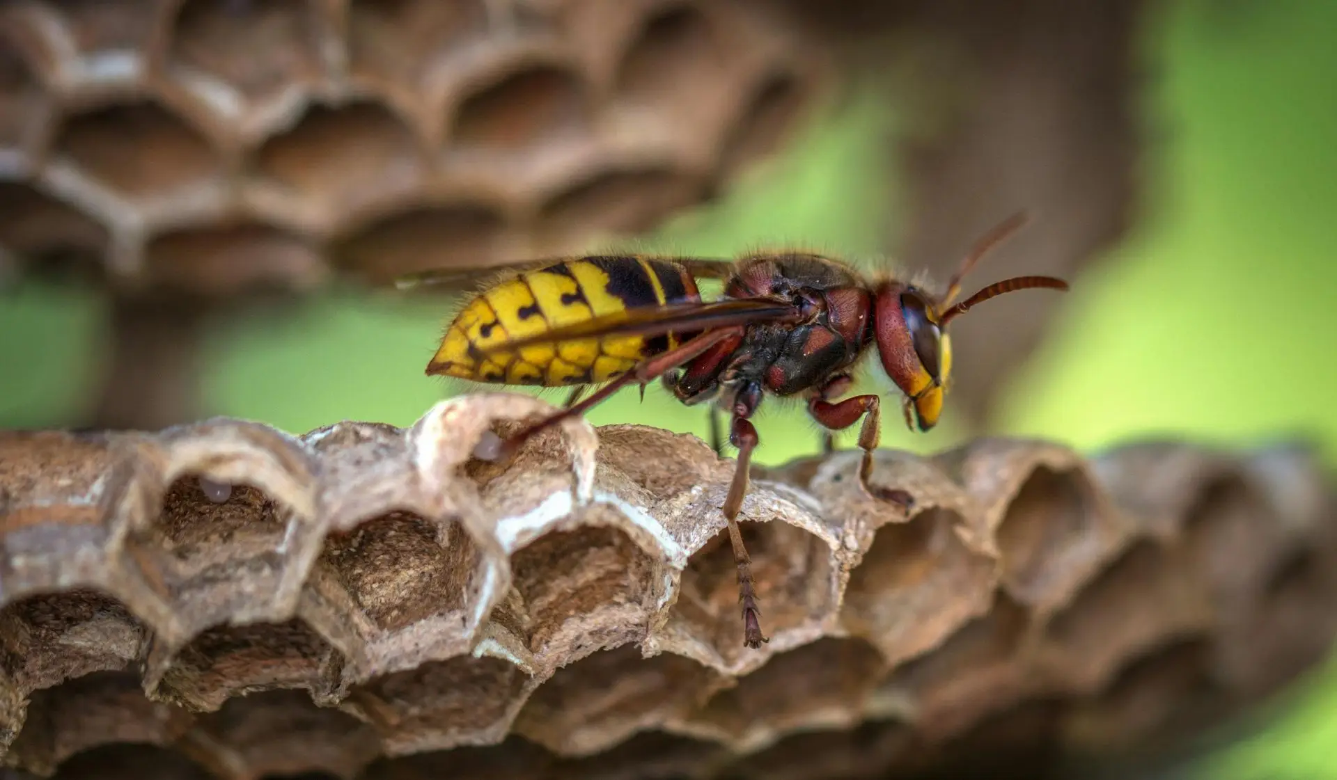 Hornet resting on a papery wasp nest